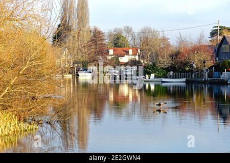 Il lungofiume e il Tamigi a Shepperton in una fredda giornata di inverni soleggiati, Surrey England UK Foto Stock