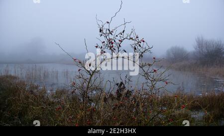 Cane rosa fianchi, fiabe fenland Foto Stock