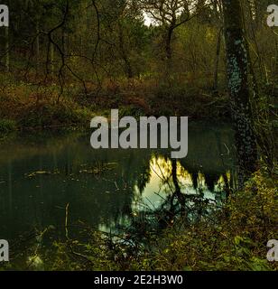 Piccolo lago nel Ward's Wood, vicino a Cowley, Gloucestershire Foto Stock