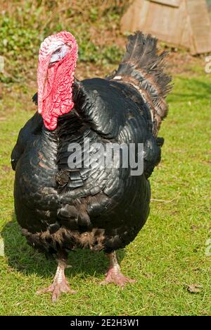 Wild Turkey Maschile primo piano Foto Stock