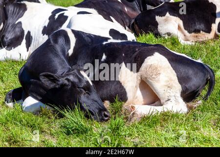 Holstein Frisian mucca che dorme in un caseificio agricolo campo di pascolo bestiame con un'immagine di stock di cielo blu Foto Stock