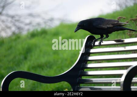 Corvo seduto su una panchina di metallo nero Foto Stock