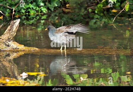 Una ferrovia ad acqua, Rallus aquaticus, che stende la sua ala su un tronco di albero in un canale disusato. Foto Stock