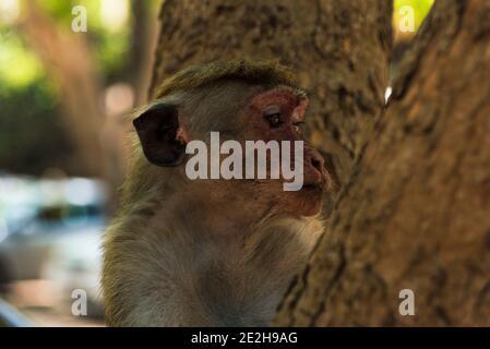 Scimmia di macaco di Toque femminile, Macaca sinica, Sri Lanka. Ritratto animale, scimmia seduta in un albero Foto Stock