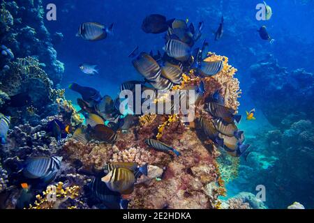 Colonia di Zebrasoma desjardinii o il medico indiano marinai pesci in colorata barriera corallina subacquea. Animali marini fauna selvatica oceano mare sfondo Foto Stock