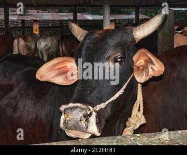 India, Bengala Occidentale, Mayapur. I bovini di Kankrej sono una razza di bovini di Zebu. Essi provenivano dal Kankrej Taluka del distretto di Banaskantha nello stato o Foto Stock