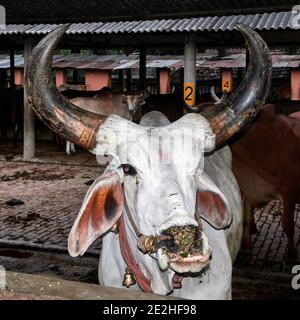 India, Bengala Occidentale, Mayapur. I bovini di Kankrej sono una razza di bovini di Zebu. Essi provenivano dal Kankrej Taluka del distretto di Banaskantha nello stato o Foto Stock