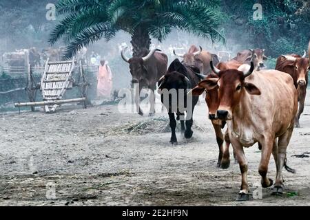 India, Bengala Occidentale, Mayapur. I bovini di Kankrej sono una razza di bovini di Zebu. Essi provenivano dal Kankrej Taluka del distretto di Banaskantha nello stato o Foto Stock