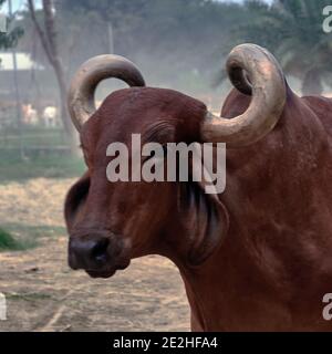 India, Bengala Occidentale, Mayapur. I bovini di Kankrej sono una razza di bovini di Zebu. Essi provenivano dal Kankrej Taluka del distretto di Banaskantha nello stato o Foto Stock