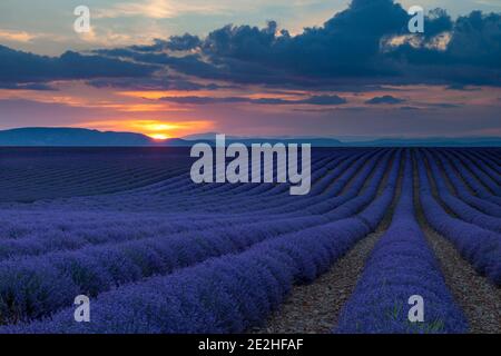 Cielo serale su file di lavanda vicino a Valensole, Provenza, Francia Foto Stock