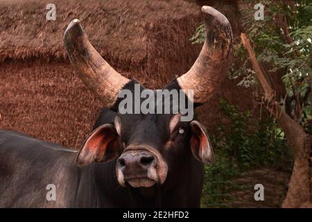 India, Bengala Occidentale, Mayapur. I bovini di Kankrej sono una razza di bovini di Zebu. Essi provenivano dal Kankrej Taluka del distretto di Banaskantha nello stato o Foto Stock