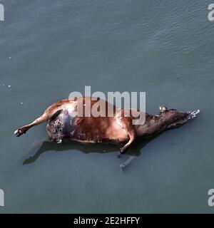 Bengala occidentale, India. Bandel area, come le mucche sono sacre in India non sono uccise e a volte alcuni muoiono dal fiume Hooghly parte del Gange che t Foto Stock