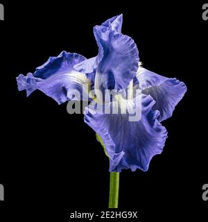 Fiore blu di iride, isolato su sfondo nero Foto Stock