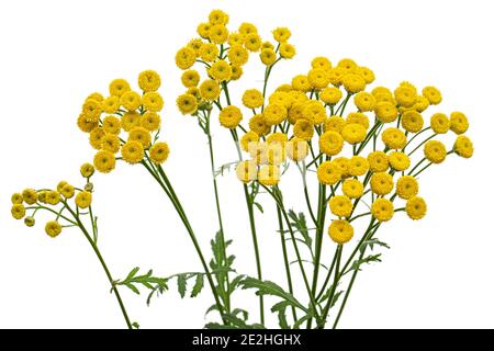 I fiori della pianta medicinale di tansy, lat. Tanacetum vulgare, isolato su sfondo bianco Foto Stock