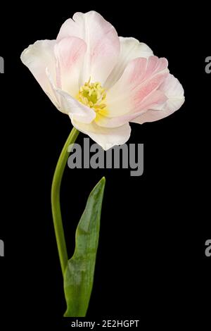 Fiori rosa di tulipano Angelique, isolati su sfondo nero Foto Stock