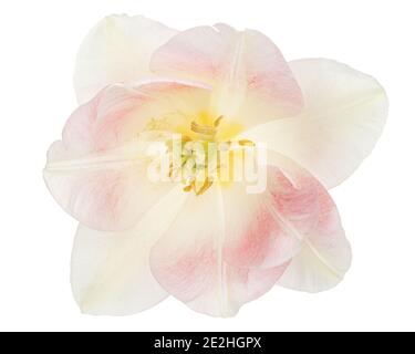 Fiori rosa di tulipano Angelique, isolati su sfondo bianco Foto Stock