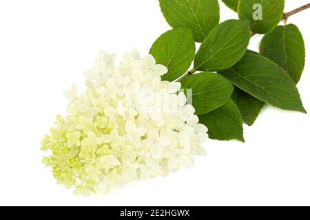 Fiori di rangea closeup, lat. Idrangea paniculata, isolata su sfondo bianco Foto Stock