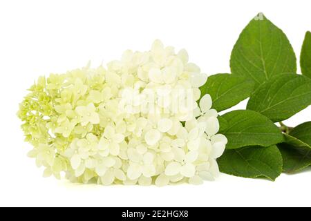 Fiori di rangea closeup, lat. Idrangea paniculata, isolata su sfondo bianco Foto Stock