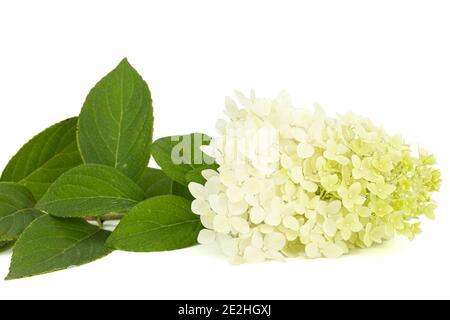 Fiori di rangea closeup, lat. Idrangea paniculata, isolata su sfondo bianco Foto Stock