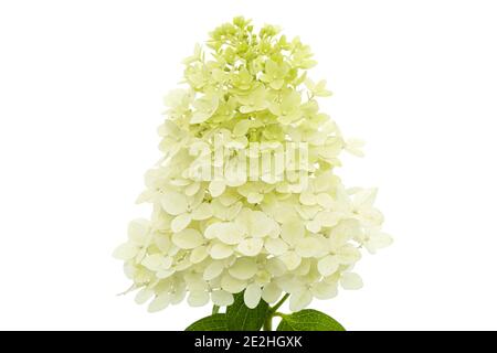 Fiori di rangea closeup, lat. Idrangea paniculata, isolata su sfondo bianco Foto Stock