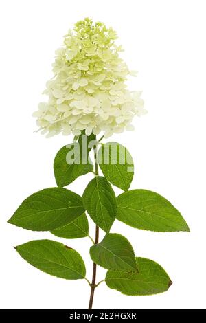 Fiori di rangea closeup, lat. Idrangea paniculata, isolata su sfondo bianco Foto Stock