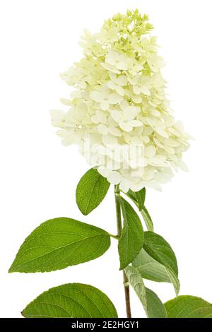 Fiori di rangea closeup, lat. Idrangea paniculata, isolata su sfondo bianco Foto Stock