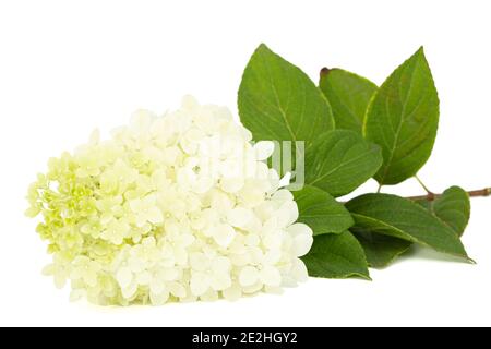 Fiori di rangea closeup, lat. Idrangea paniculata, isolata su sfondo bianco Foto Stock