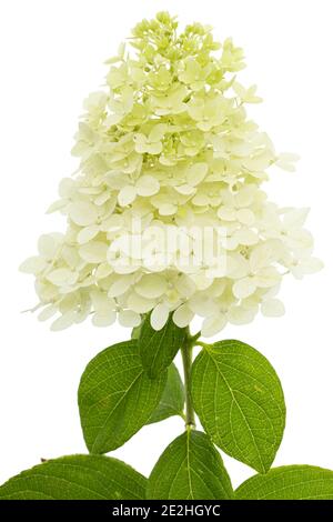 Fiori di rangea closeup, lat. Idrangea paniculata, isolata su sfondo bianco Foto Stock