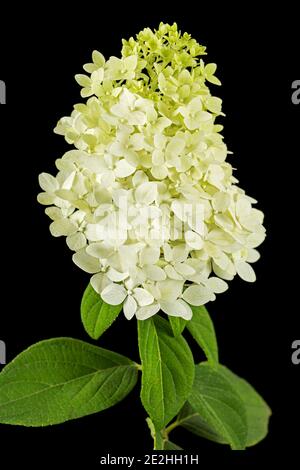 Fiori di rangea closeup, lat. Hydrangea paniculata, isolato su sfondo nero Foto Stock