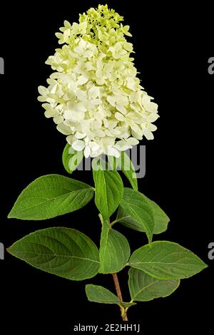 Fiori di rangea closeup, lat. Hydrangea paniculata, isolato su sfondo nero Foto Stock