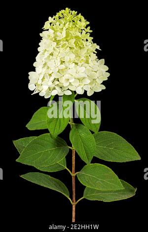 Fiori di rangea closeup, lat. Hydrangea paniculata, isolato su sfondo nero Foto Stock