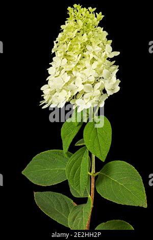 Fiori di rangea closeup, lat. Hydrangea paniculata, isolato su sfondo nero Foto Stock