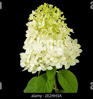 Fiori di rangea closeup, lat. Hydrangea paniculata, isolato su sfondo nero Foto Stock