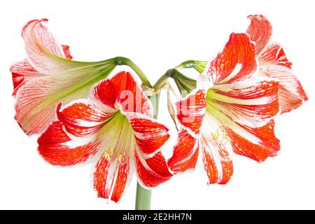 Fiori di Ippeastrum o Amaryllis, fiori di amaryllis rosa, isolati su sfondo bianco Foto Stock