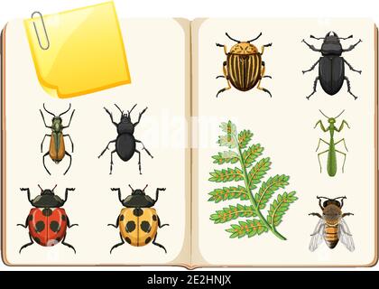Raccolta di insetti su sfondo bianco illustrazione Illustrazione Vettoriale
