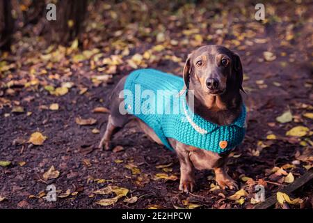 Cani invernali a cappotti Foto Stock