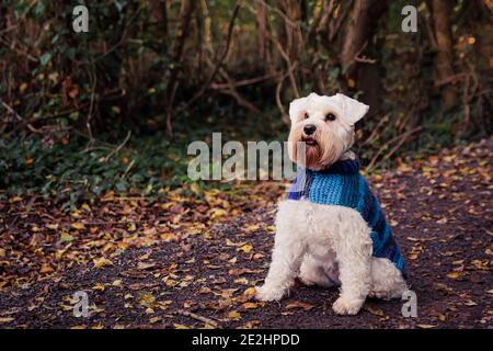 Cani invernali a cappotti Foto Stock