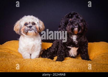 Shih-Tzu e Cockerpoo Ritratto Foto Stock