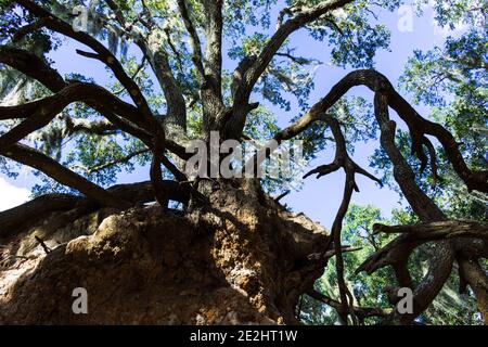 Quercia gnarled su una sporgenza: Tre di quattro Foto Stock