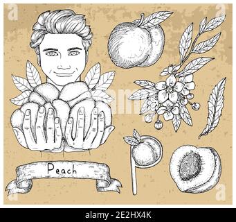 Set di design con bell'uomo che tiene pesche e frutta su sfondo testurizzato. Illustrazione vettoriale disegnata a mano, raccolta botanica, sana Illustrazione Vettoriale