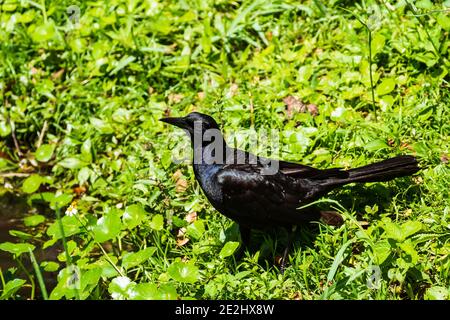 Un grackle maschio con le sue piume scintillanti al sole si trova in erba accanto a uno stagno su un Giornata calda della Florida Centrale Foto Stock