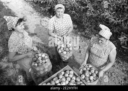30 novembre 1983, Sassonia, Eilenburg: Le donne di una produzione di GPL stanno raccogliendo mele in un frutteto di mele nell'autunno 1984. La data esatta della foto non è nota. Foto: Volkmar Heinz/dpa-Zentralbild/ZB Foto Stock