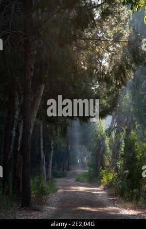 Le prime ore del mattino raggi solari che brillano attraverso gli alberi in autunno. Foto Stock