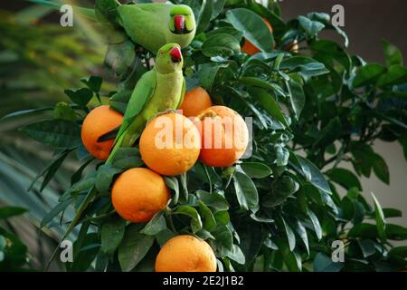 Due pappagalli verdi sulla cima di un albero arancione Foto Stock