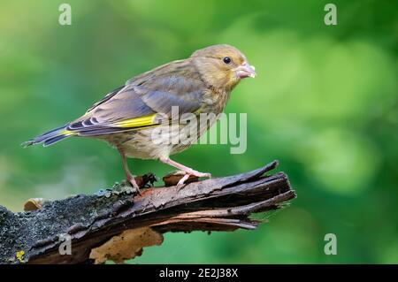 Giovane verdino europeo (Chloris chloris) seduta su vecchio ramo asciutto con sfondo verde pulito Foto Stock