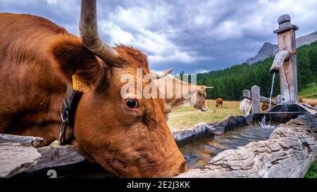 Bestiame da bere, Tour du Queyras, Queyras, Alpi francesi, Francia Foto Stock