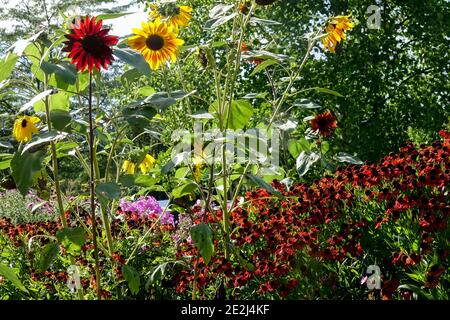 Giardino di fine estate Girasoli Helenium, erbacea agosto colorate piante di confine¨nel lussureggiante giardino Foto Stock