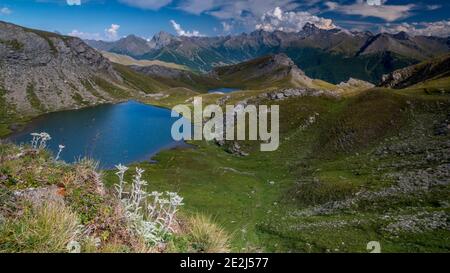 Edelweiss, paesaggio, Tour du Queyras, Queyras, Alpi francesi, Francia Foto Stock