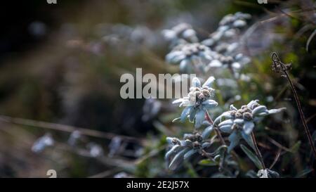 Edelweiss, Tour du Queyras, Queyras, Alpi francesi, Francia Foto Stock