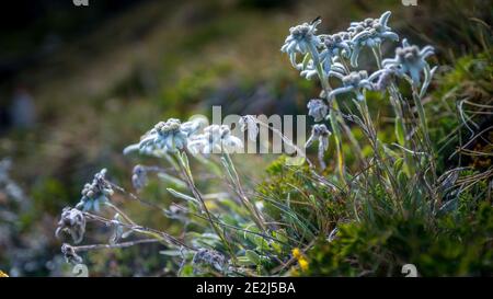 Edelweiss, Tour du Queyras, Queyras, Alpi francesi, Francia Foto Stock